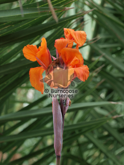Canna Australia