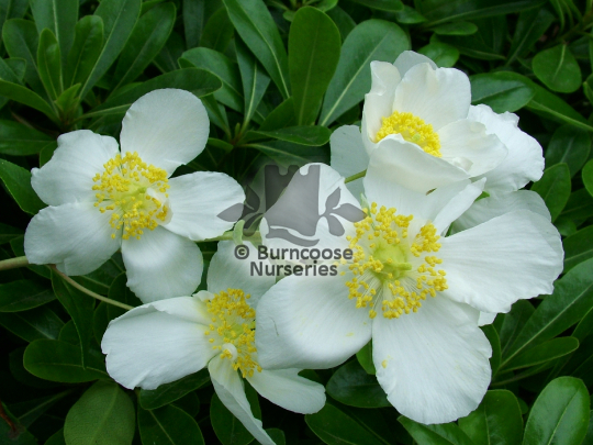 Carpenteria californica Elizabeth