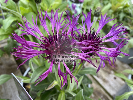 Centaurea Amethyst Dream