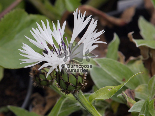 Centaurea montana Alba