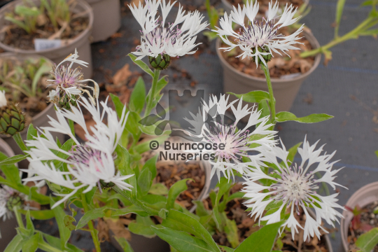 Centaurea Montana Alba