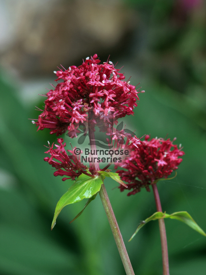 Centranthus ruber Coccineus
