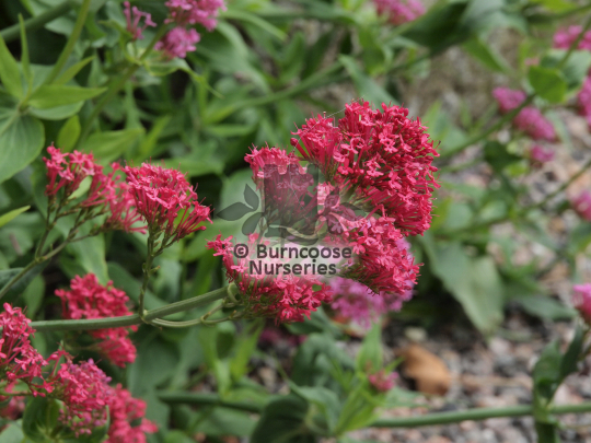 Centranthus ruber Coccineus