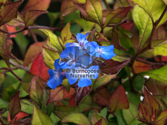 Ceratostigma willmottianum