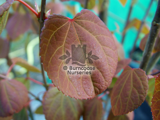 Cercidiphyllum japonicum Strawberry