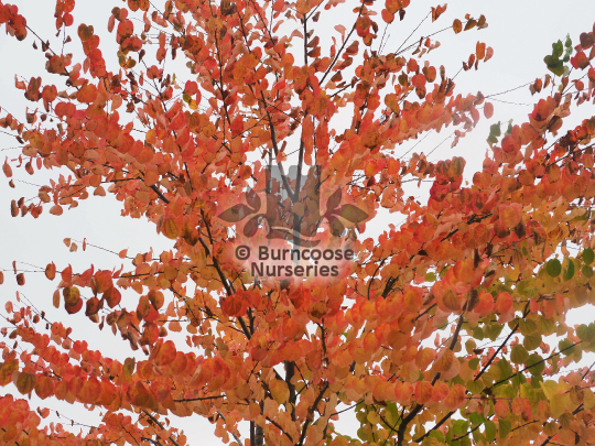 Cercidiphyllum japonicum Strawberry