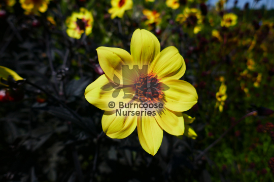 Dahlia Knockout