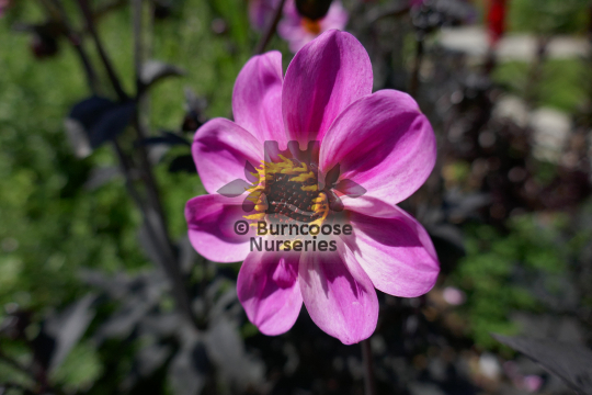 Dahlia Mystic Dreams