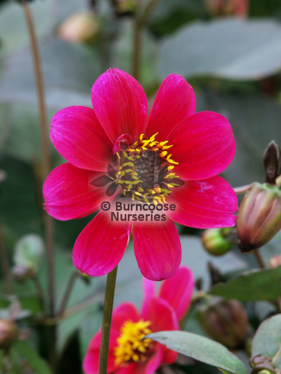 Dahlia Roxy