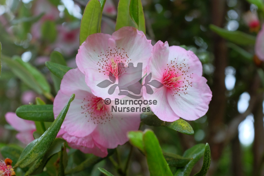 Eucryphia lucida Pink Cloud
