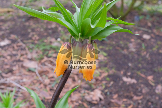 Fritillaria imperialis The Premier