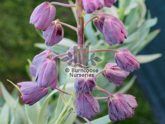 Fritillaria persica