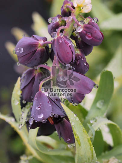 Fritillaria persica