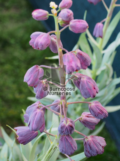 Fritillaria persica