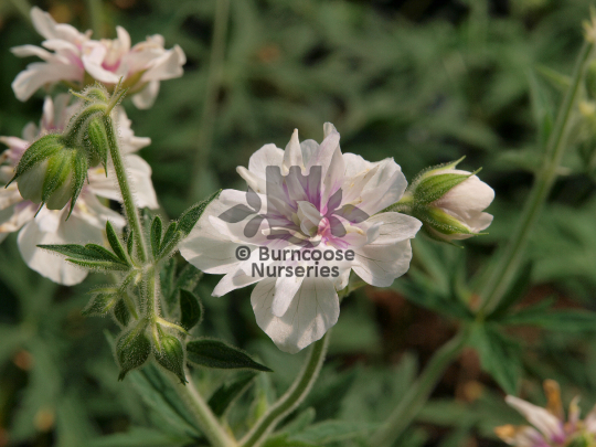 Geranium pratense Double Jewel