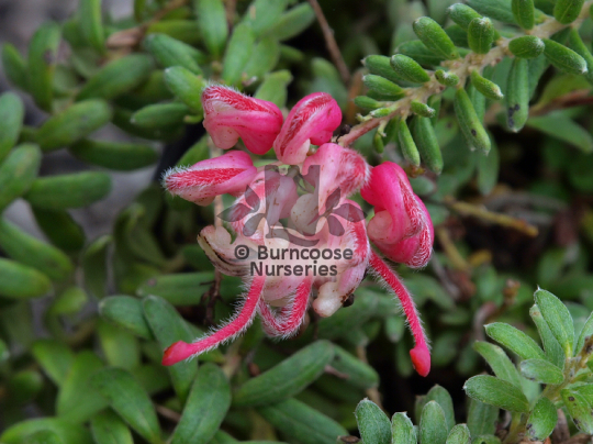 Grevillea lanigera Mount Tamboritha