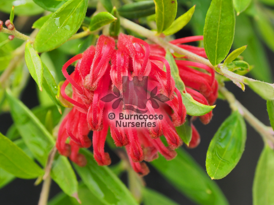 Grevillea New Blood