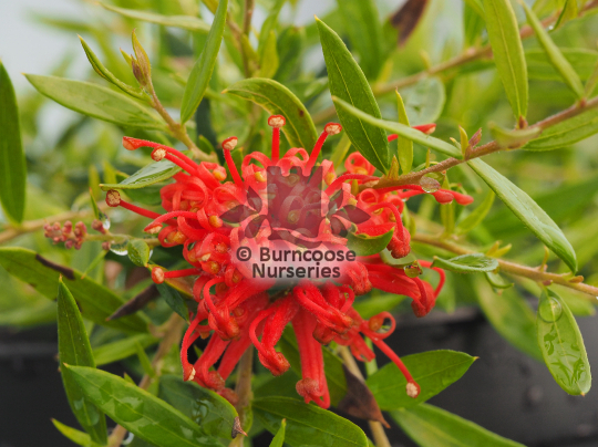 Grevillea New Blood