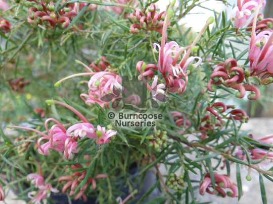 Grevillea Pink Lady