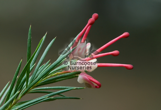 Grevillea rosmarinifolia