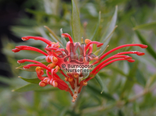 Grevillea williamsonii