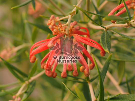 Grevillea williansonii