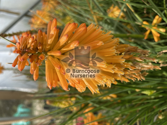 Kniphofia Poco Orange