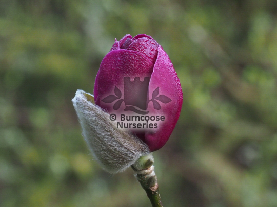 Magnolia Black Tulip