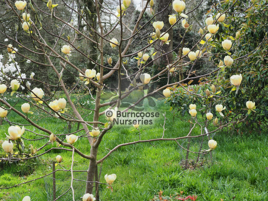 Magnolia Honey Tulip