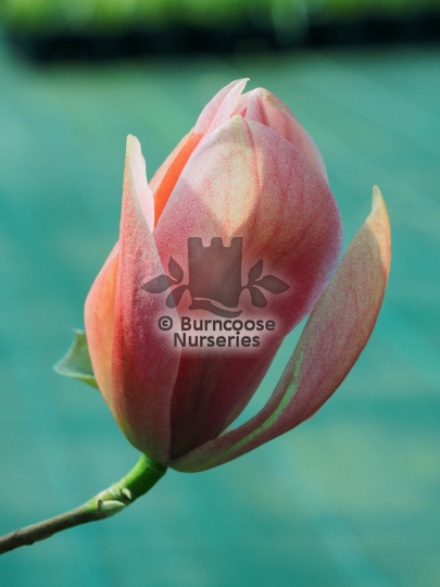 Magnolia Royal Splendour