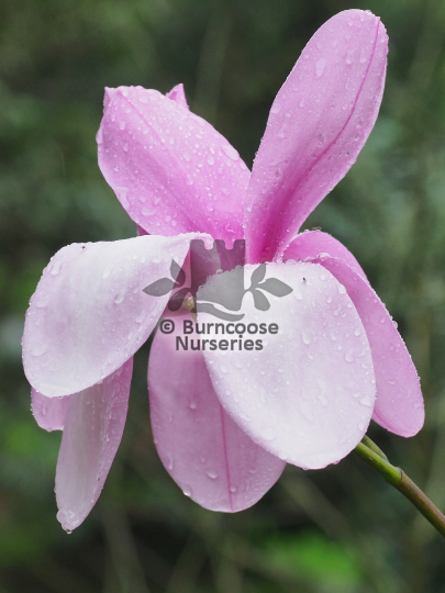 Magnolia sargentiana Blood Moon