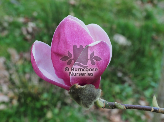Magnolia Theodora