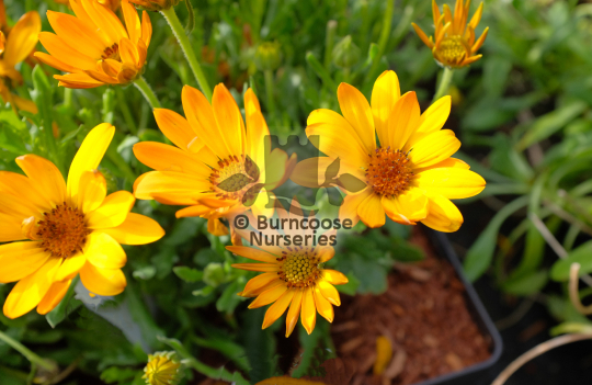 Osteospermum Summersmile Orange
