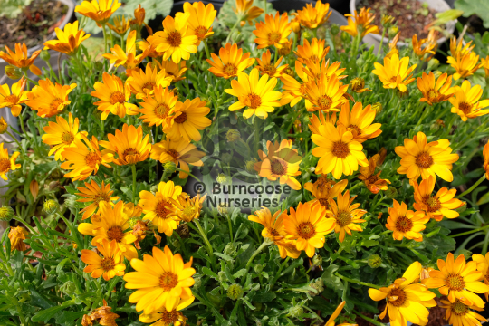 Osteospermum Summersmile Orange