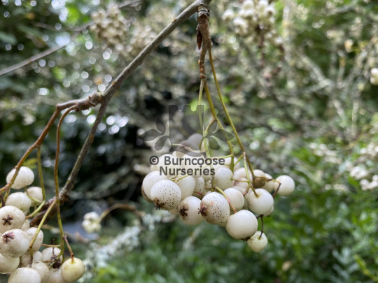 Sorbus prattii
