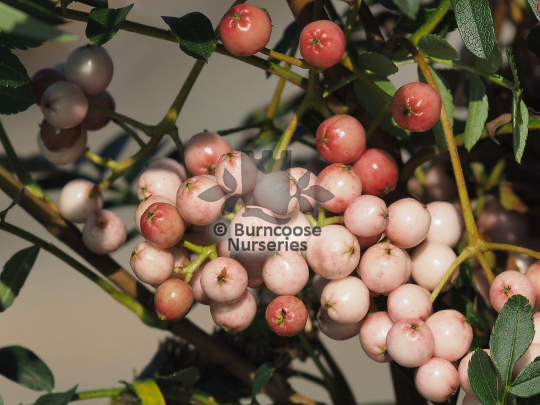 Sorbus pseudovilmorinii
