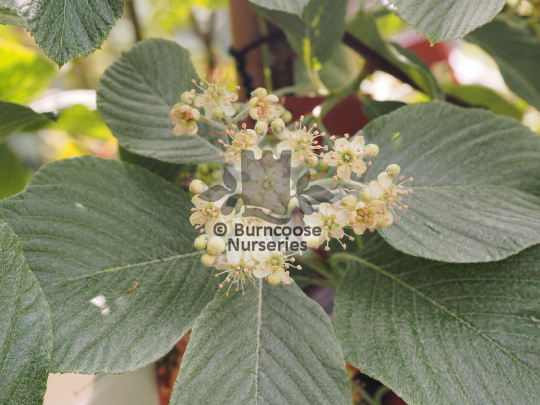 Sorbus wardii