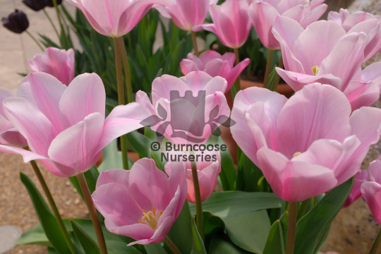 Tulipa Mistress Mystic