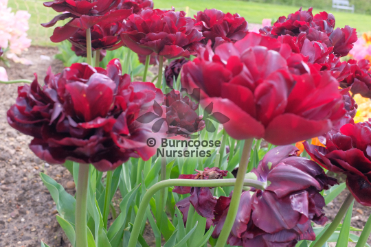 Tulipa Palmyra