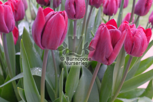Tulipa Ronaldo