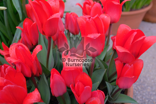Tulipa Showwinner