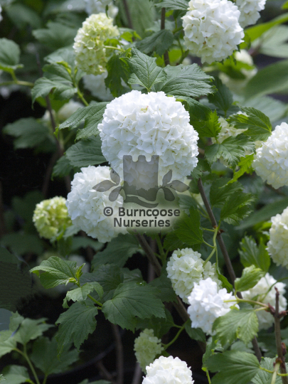 Viburnum opulus Roseum