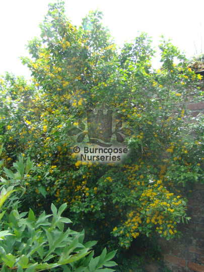 Azara - A - A-Z - Burncoose Nurseries Photo Store